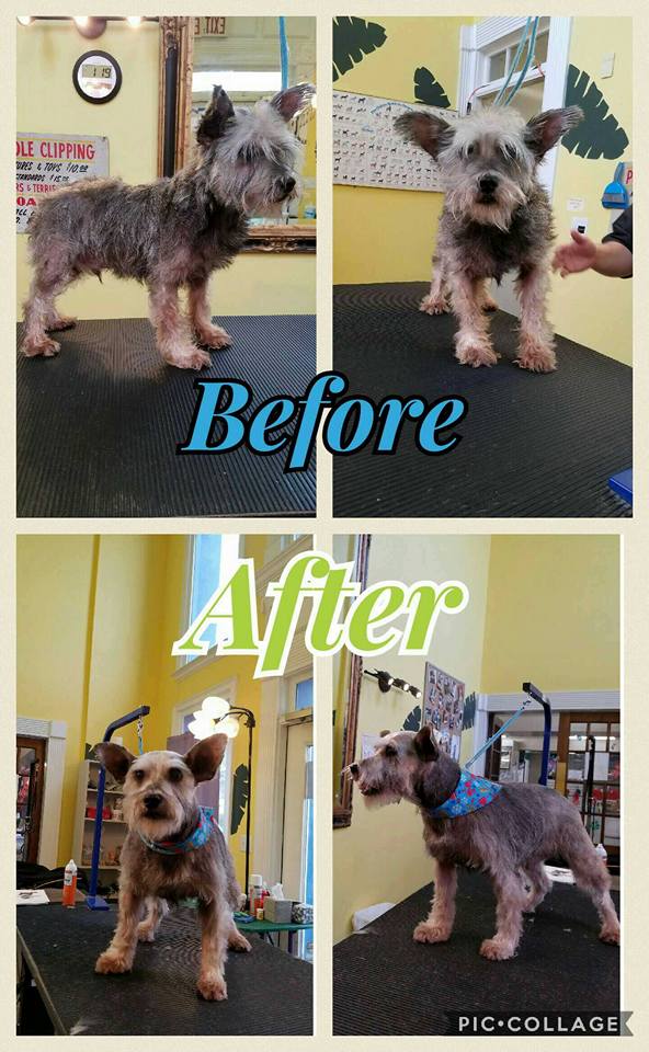 Grooming | Kennesaw Pet Center